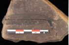 Foto (Detailansicht) von Myrica lignitum (Unger) Saporta (NHMW-GEO-2024-0188-0598)